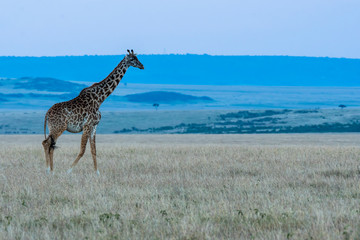 A giraffe walking in the plains of Africa during the blue hour of the day inside Masai Mara National Park during a wildlife safari