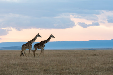 A giraffe walking in the plains of Africa with a beautiful sunset in the background inside Masai Mara National Park during a wildlife safari