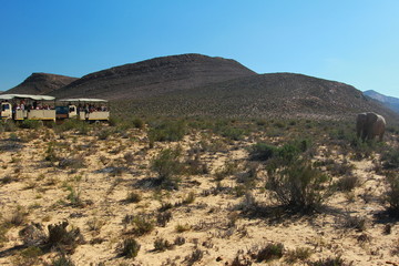 The elephant safari in cape town , south africa