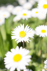Plakat Daisies symbolize innocence and purity. the daisy is Freya's sacred flower. Freya is the goddess of love, beauty, and fertility, and as such the daisy came by symbolize childbirth. 