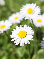 Daisies symbolize innocence and purity. the daisy is Freya's sacred flower. Freya is the goddess of love, beauty, and fertility, and as such the daisy came by symbolize childbirth.  