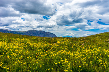 Alpe di Siusi, Seiser Alm with Sassolungo Langkofel Dolomite, a yellow flower in a field