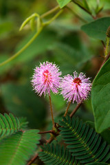 flower princess shame or Mimosa pudica