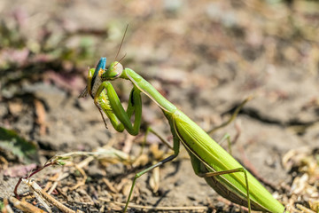 Green common mantis (mantis religious) eating prey. Mantis insect in the wild.