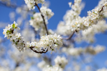 Obraz premium Cherry blossoms in spring