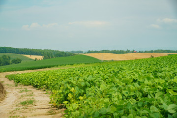 Fototapeta na wymiar Nature landscape with blue sky and vegetable farm