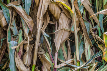 Dried corn foliage background. Natural stalks plant.