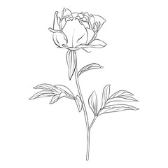 vector drawing peony flower