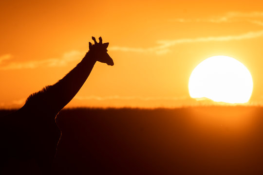 A silhouette of the giraffe walking in the plains of Africa with the setting sun in the background inside Masai Mara National Park during a wildlife safari