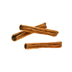 cinnamon sticks drawing in watercolor