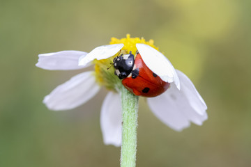 ladybug on flower