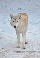 Obraz na płótnie Canvas Tundra wolf