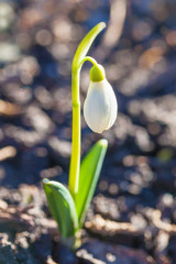beautiful white flower one Snowdrop close up, bokeh background, soft focus. First spring flower Galantus Rivalis.