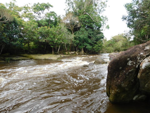 river in forest