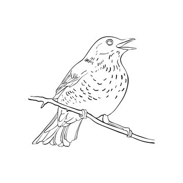 recommend clip art: bird at tree branch