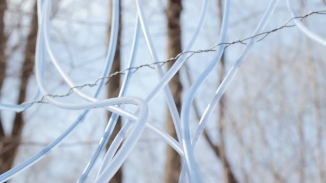 Handheld travelling shot of a maple syrup production system: sprouts tapped into the trunk of trees, connected to tubes and pipes.