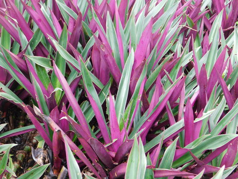 closeup of a plant