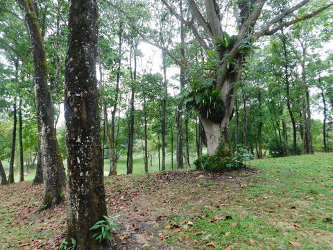path in the forest