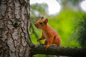 common red squirrel sitting on a branch of a large coniferous tree and nibbles a nutlet