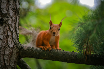 common red squirrel sitting on a branch of a large coniferous tree and nibbles a nutlet