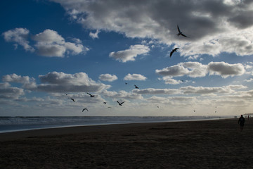 Gaviotas necochenses