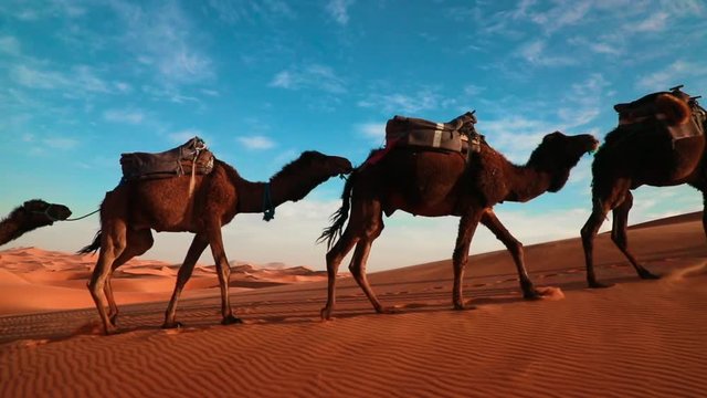 Pan shot of a Camel Caravan being lead through the Sahara. Stunning blue sky over the Dunes.