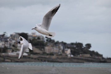 Mouettes