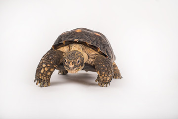 Tortuga