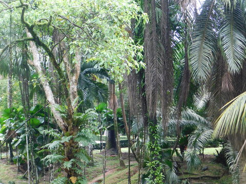 trees in the park