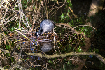 Eurasian coot (Fulica atra) building drinking from clear still river water with reflection