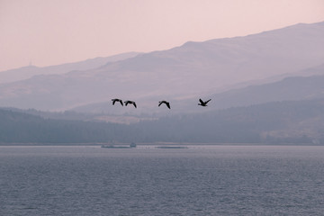 Birds flying over water mountains