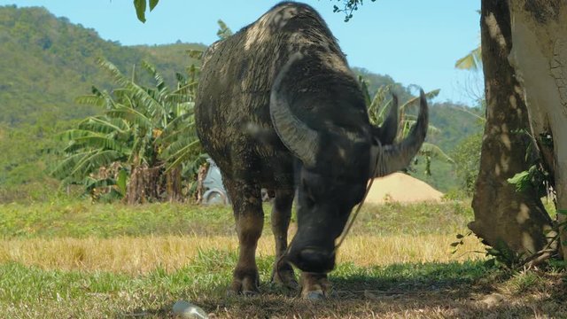 Close up shot of dirty water buffalo (carabao) tied to the tree. Palawan island, Philippines.