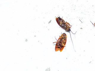 cockroach deceased close up