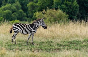 A zebra grazing on the green grass inside Masai Mara National Park during a wildlife safari