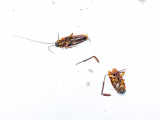 cockroach deceased close up