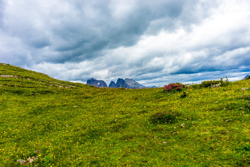 Obraz premium Alpe di Siusi, Seiser Alm with Sassolungo Langkofel Dolomite, a close up of a lush green field