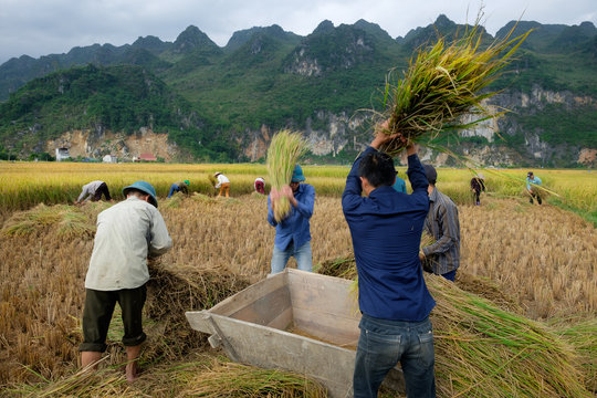 Hommes et femmes du village r&eacute;coltent leur riz, rizi&egrave;res de la province de Ha Giang, Vietnam. 