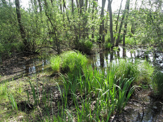 Swamp landscape with reflections of trees in a swamp pond . Tuscany, Italy