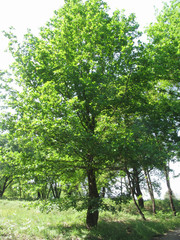 Oak tree ( Quercus robur ) with green leaves in the forest in spring . Tuscany, Italy