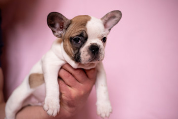 Beautiful French Bulldog Puppies