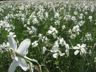 Natural background of narcissus poeticus flowers in spring . Tuscany, Italy