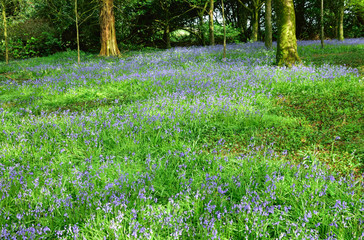 Beautiful and vibrantly colorful Flower Portraits and interesting and unusual gardens.