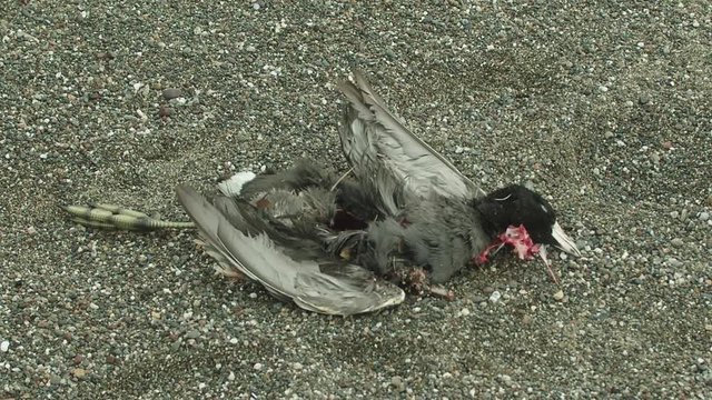 Close-up of a dead bird on the beach.