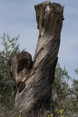 Fototapeta na wymiar Corteza de árbol 