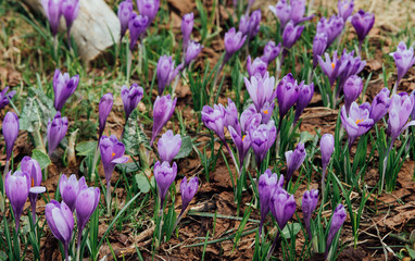 Alpine crocuses blossom in the mountains of the Carpathians on top of the mountain. Fresh beautiful purple crocuses. Flowering blue crocus in summer.