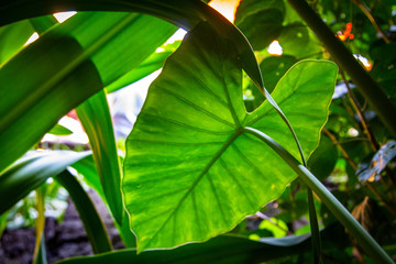 Green plant with huge leaves in the cave of Cueva de los verdes on the Canary Islands. Spain Lanserote