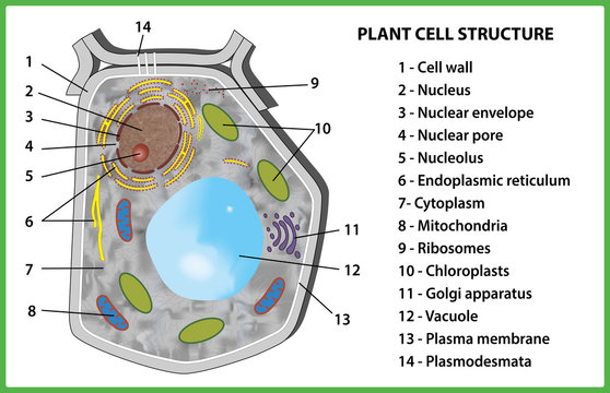 13+ Plant Cell Images