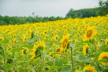 Sunflower blossom in Hokusei no Oka Tenbo Park
