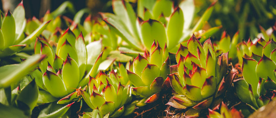 Succulents in sunlight