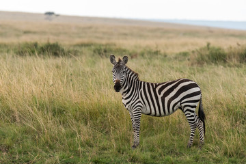 A zebra grazing on the green grass inside Masai Mara National Park during a wildlife safari